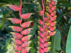 -莫里热带雨林景区