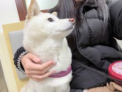 -美联众合动物医院·24h转诊中心