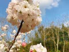 -天适樱花悠乐园