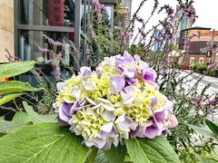 -吴越荣记苏州菜·松鼠桂鱼(月光码头店)