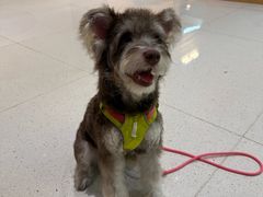 -帕帕拉兹宠物(亚洲旗舰店)