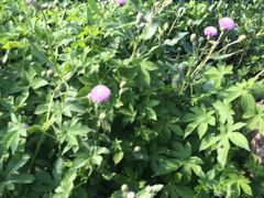 -祥源·阜阳生态乐园