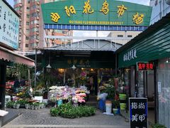 -曲阳花鸟市场(曲阳路店)