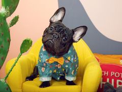 -超宠爱宠物摄影-Super pet