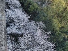 -武汉大学-樱园