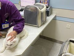 -中农国际动物医院24小时·猫科·骨科·急重症中心