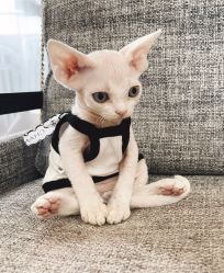 -Oasis Beauty水磨坊科技美肤中心