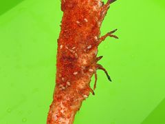 -破摊·东北烧烤(观前街店)