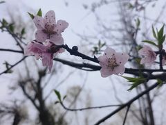 -南汇桃花村