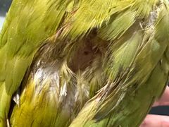 -爱侣宠医·鹦鹉专科·小型哺乳类·异宠专科(灵石路店)