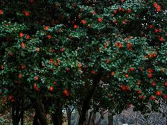 -玄武湖景区-情侣园游乐场
