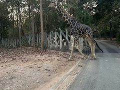 -清迈夜间动物园