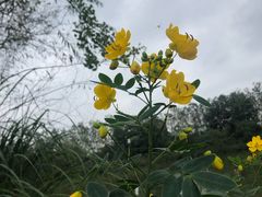 -白鹭湾湿地公园