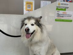 -瑞鹏宠物医院·超声·骨科·奇麟分院(蜀都万达店)