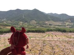 景点-新建村梅花