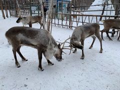 -北极村旅游风景区