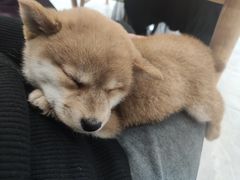 -柴犬小屋·柴餐厅·狗咖食堂(金鼎广场店)