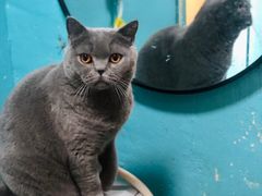 -猫小院猫主题咖啡厅(北锣店)