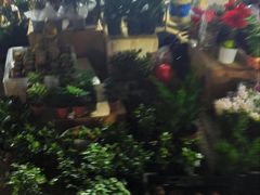 -中环花鸟鱼虫市场