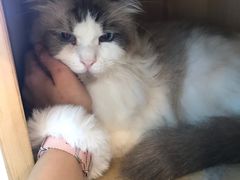 -遇见羊驼·奶狗咖·布偶猫咖·法斗柯基柴犬阿拉斯加(春熙路太古里IFS店)