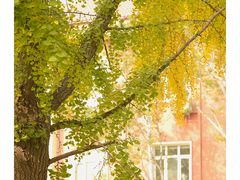 -三里屯东五街银杏大道