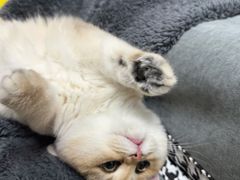 -东方名猫馆·英短金渐层布偶猫舍(环线广场1号楼店)