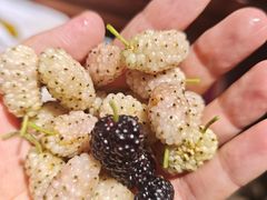 -御林古桑园