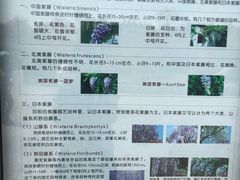 -嘉定紫藤园