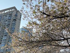 -西北湖绿化广场