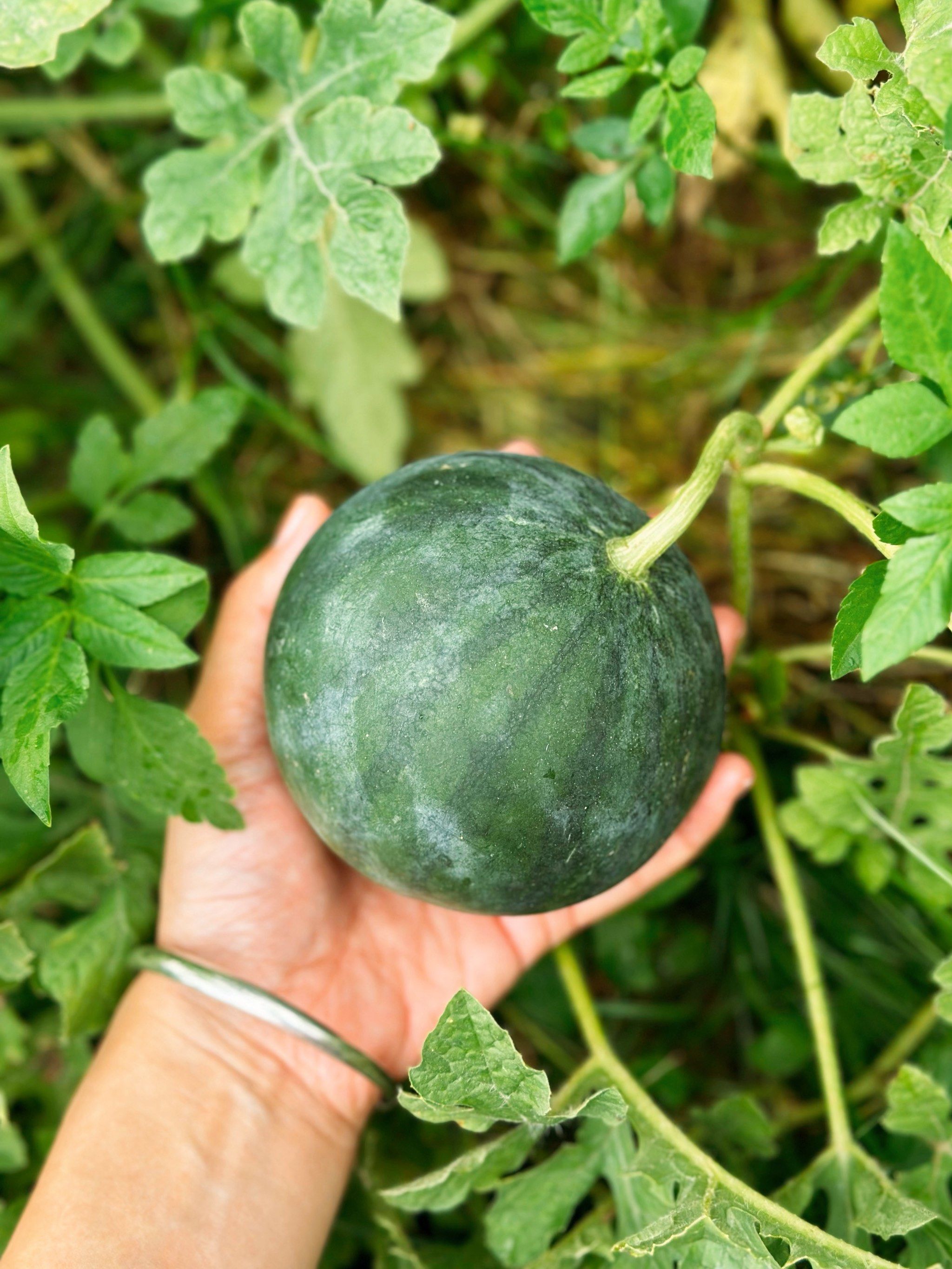 小西瓜可可爱爱的🍉