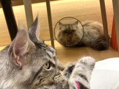 -米乐乖乖猫咪咖啡馆·猫咖(深圳湾后海汇店)