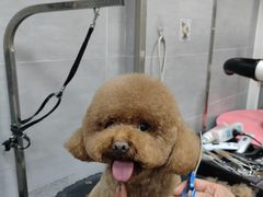 -宠福鑫康馨动物医院·骨科·眼科