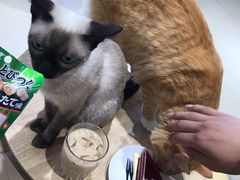 -藏猫猫咖啡主题馆(中央大道店)