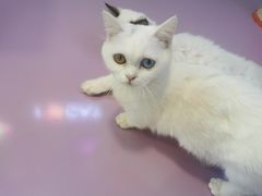 -十年猫舍·猫咪专门店(普陀店)