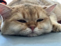 -猫十亿·布偶金渐层·曼基康矮脚猫舍(青年路店)