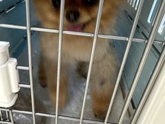 -萌兽医馆·宠物医院·猫骨科(创景店)