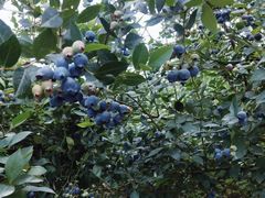 -金谷域澳洲庄园