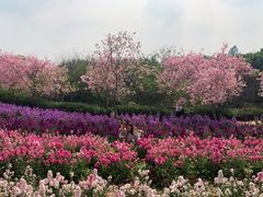 -天适樱花悠乐园