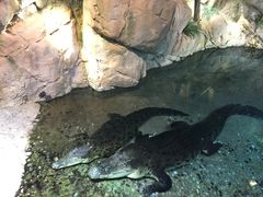 -迪拜水族馆及水下动物园