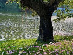 -深圳仙湖植物园