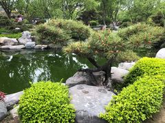 -中国唐苑