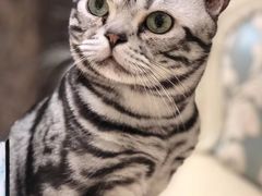 -猫大福·Fortune Cat猫舍(百子湾店)