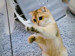 -momokira米努特·德文卷毛猫·棉花面纱犬