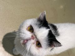 -藏猫猫咖啡主题馆(中央大道店)