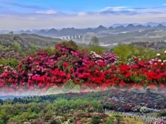 -贵州百里杜鹃风景名胜区
