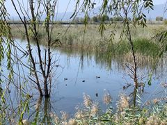 -野鸭湖国家湿地公园