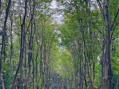 -宜兴龙背山森林公园