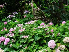 -上海共青森林公园