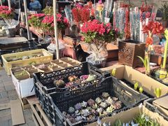 -中环花鸟鱼虫市场