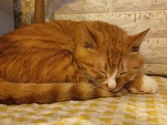 -平行世界·猫咖(首经贸店)